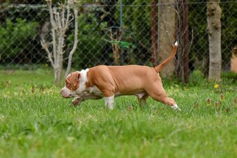 Psík American bully s pp na predaj - 11