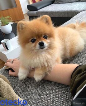 Pomeranian mini Boo - 11