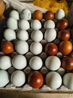 Nasadové vajíčka australorp - 11