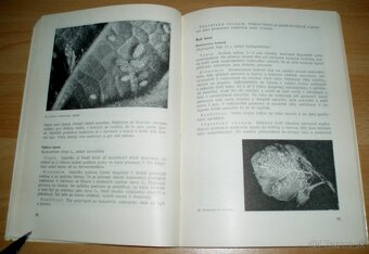 Medovice a včely - 11
