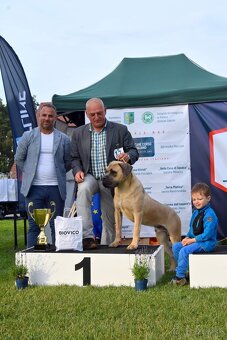 Cane Corso štěňata s FCI P - 11