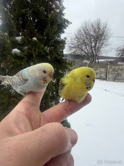 Andulky mlada Maznačik - 11