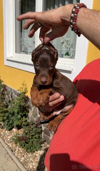 DOBERMAN ŠTENIATKA S FCI P.P - 11