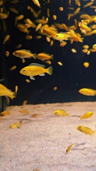 Africke cichlidy malawi - 11