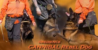 Belgický ovčák Malinois s PP 7.týdnů - 11