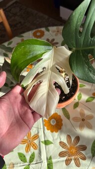 monstera albo variegata - 11