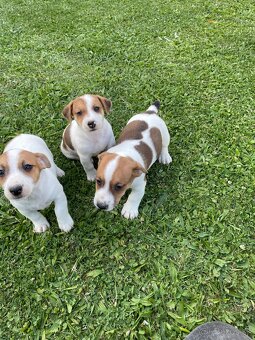Jack russel terier - 11