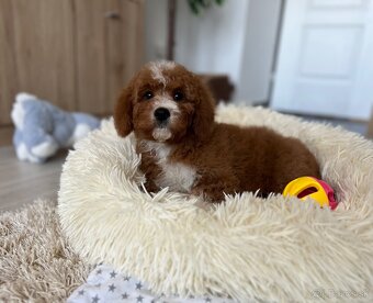 Cavapoo psík - 11
