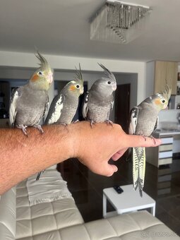 Korely ručne dokrmena Krotká - 11