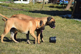 búrský buldok- boerboel-feny-garance zdravých kloubů - 11