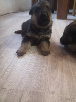 nemecky ovčiak šteniatka - 11