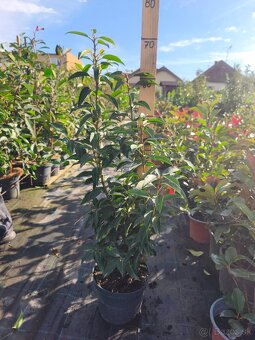 Vavrinovec cervienka - 11