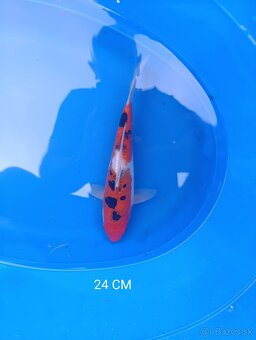 Koi kapor japan - 11