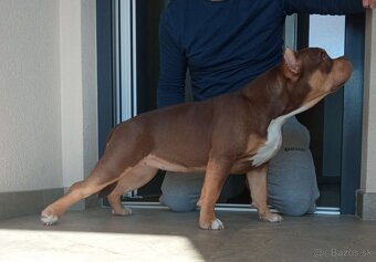 American bully Pocket / Standard s PP - 11