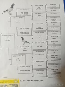 Poštové holuby - 11