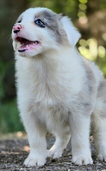 Border Collie, kolia - 11