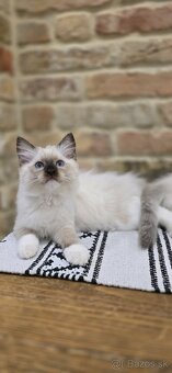 Ragdoll mačiatka s PP - 11