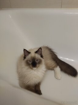 Ragdoll bez PP - 11