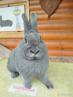 Viedenský modrý - 11