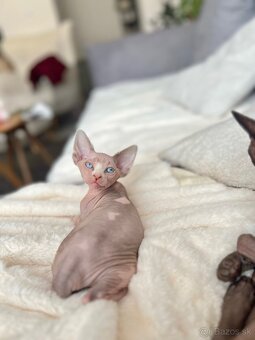 Mačička sphynx - 11