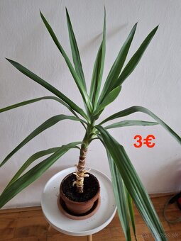 Mix izbových rastlín: Tučnolist, Prýštec, Euphorbia - 11