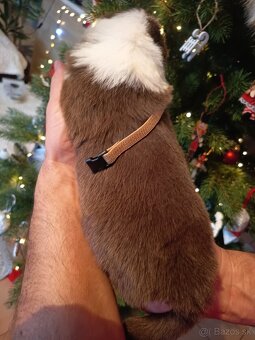 Border kólia - hnedobiele šteniatka - 11