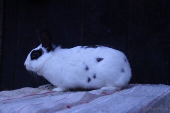 Zakrslé králiky - 11