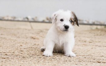 Jack russel teriér s PP - 11