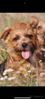 Norfolk terrier šteniatka 9/2025 - 11