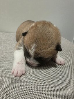 Akita Inu - 11