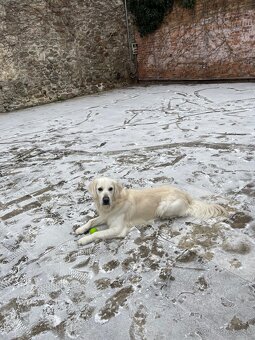 Zlatý Retriever na krytie s PP - 11