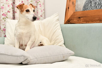 Jack Russell Terrier stenatka s PP - 11