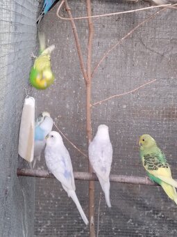 Predám vtáctvo - 11