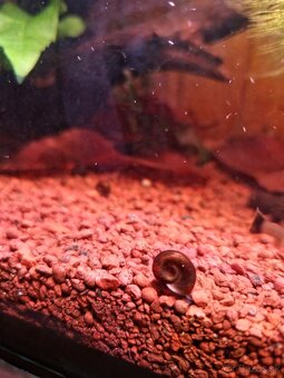 Malawi Africké cichlidy - 11