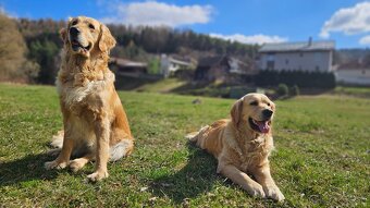 Zlatý retriever - 11