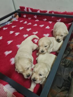 Zlatý retriever - šteniatka s PP, poslední 2 chlapci voľní - 11
