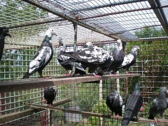 Predám poštové holuby - 11