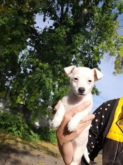 Jack Russell Teriér - 11
