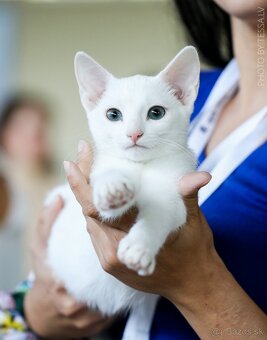 Ruská modrá biela- mačiatko na predaj - 11