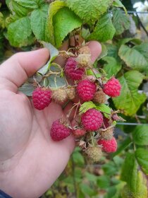 Maliny - žlté, oranžové, červené, fialové, čierne - 11