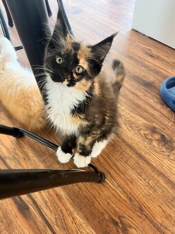 maciatka maine coon/ mainska myvalia - 11