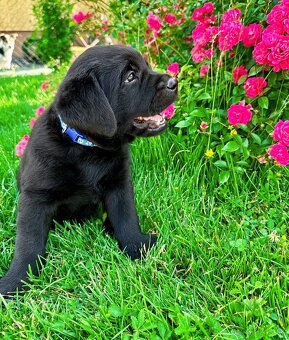 IHNED K ODBĚRU Labradorský Retriever s PP - 11