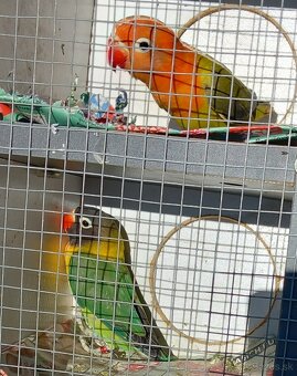 Agapornisy fischeri a škraboškové - 11