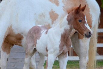 Pripúšťanie Paint Horse žrebec - 11