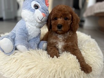 Miniature poodle, pudlik, pudel - 11