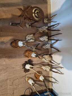 Predám Zhody, parožie,trofeje - 11