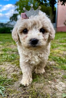 Maltipoo - 11