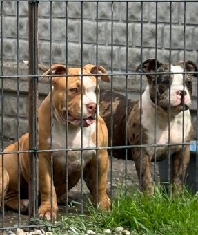American bully - 11