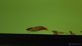 Krevetky Atyopsis Moluccensis (Bamboo Shrimp, Molucká) - 11