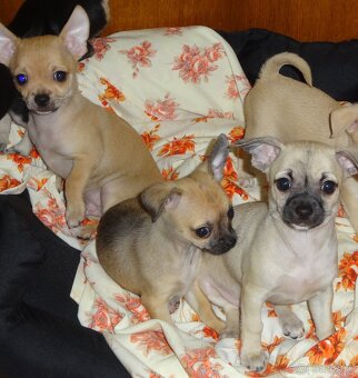 čivava krátkosrstá - 11